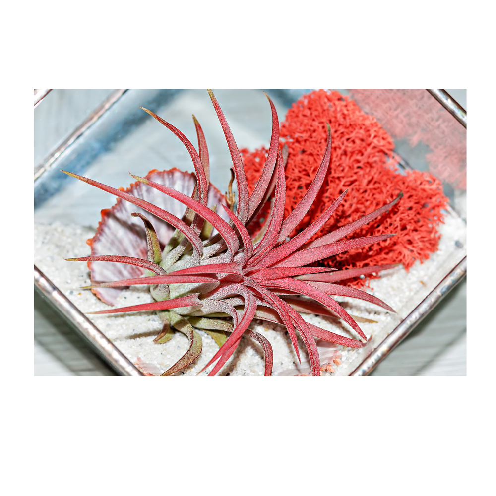 Mosser Lee Red Reindeer Moss used in glass terrarium with airplant