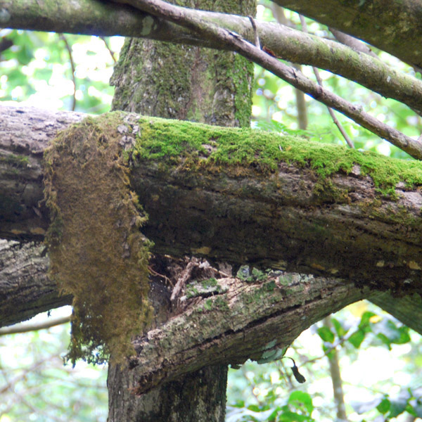 Natural Sheet Moss Mosser Lee Decorative Moss Sheets