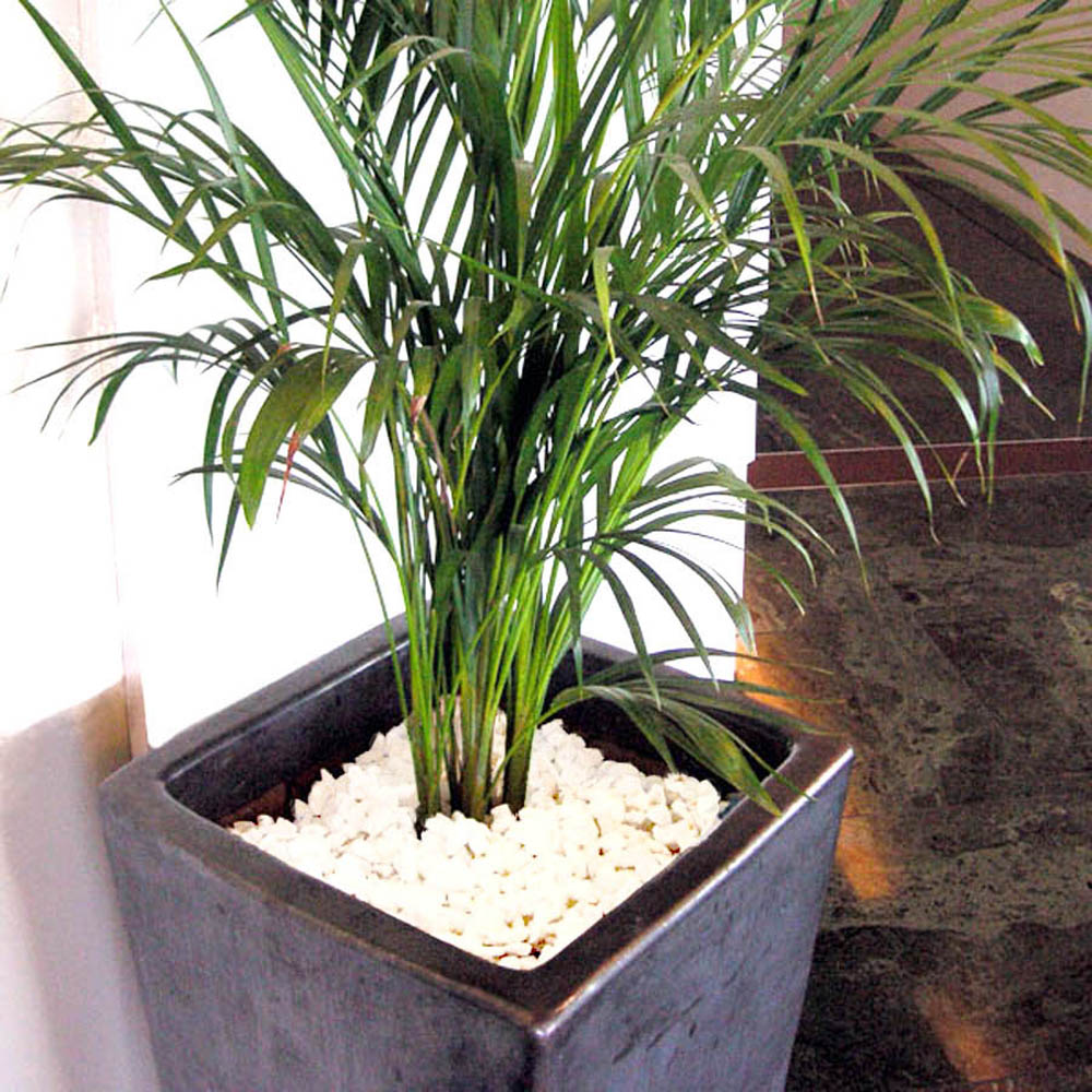 Marble Nuggets Soil Cover used in large indoor planter