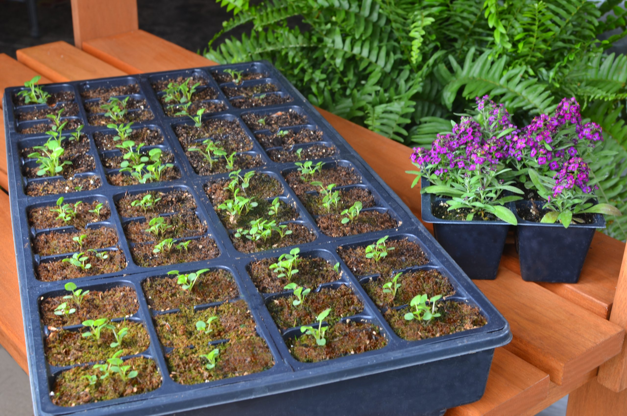 Healthy Seedlings growing in tray filled with Mosser Lee No Damp Off