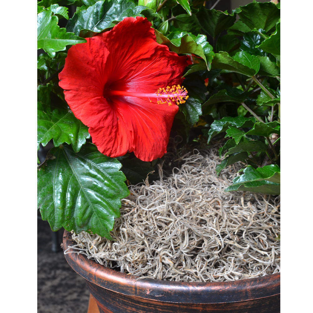 Spanish Moss for Sale Mosser Lee