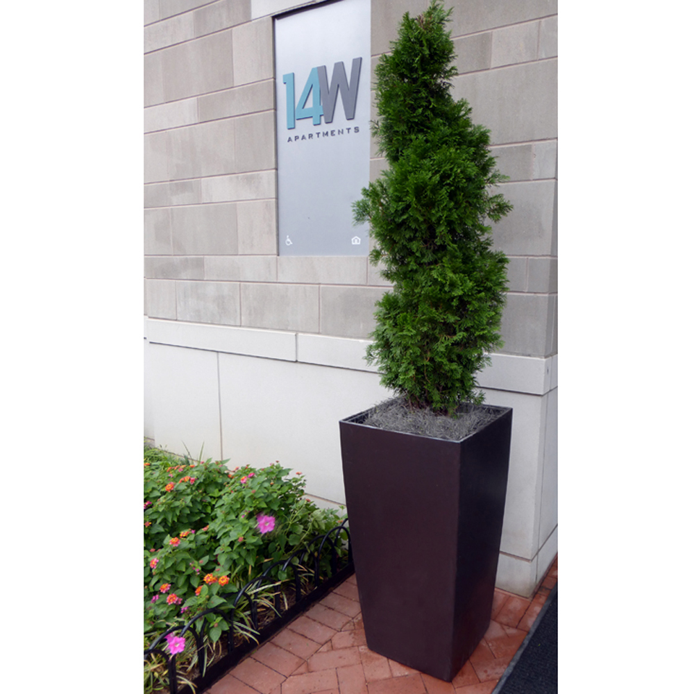 Spanish Moss for Sale Mosser Lee