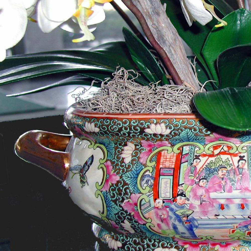 Spanish Moss for Sale Mosser Lee