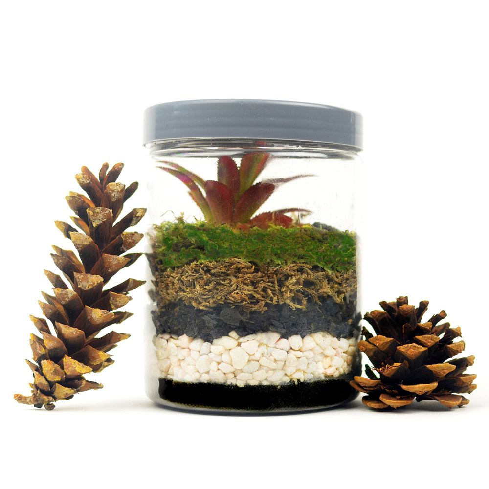 Jar Terrarium using Mosser Lee Pearl Stone, Charcoal and Sphagnum Moss