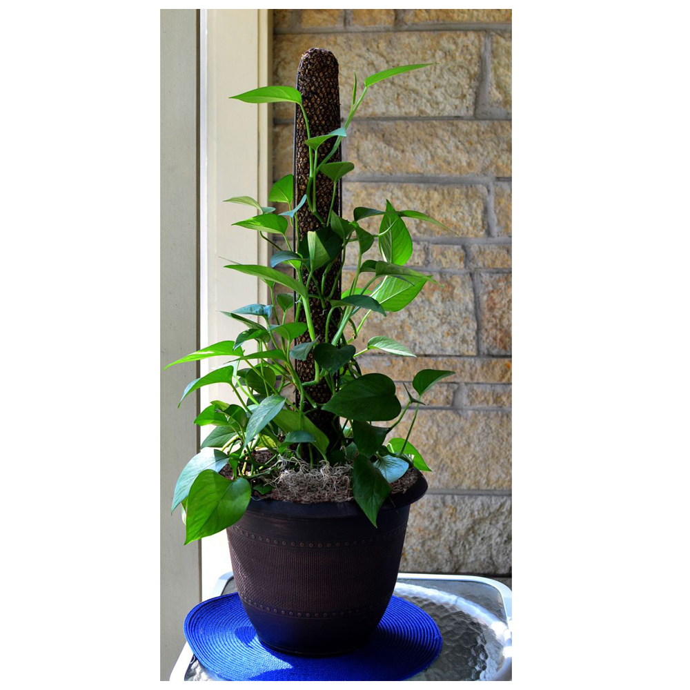 Mosser Lee Totem Pole Plant Support in plant pot by window