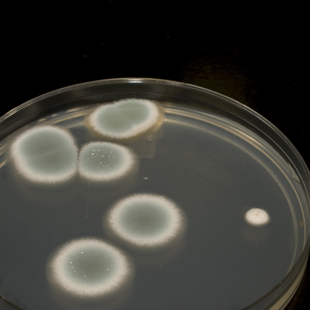 Mold growing in petri dish