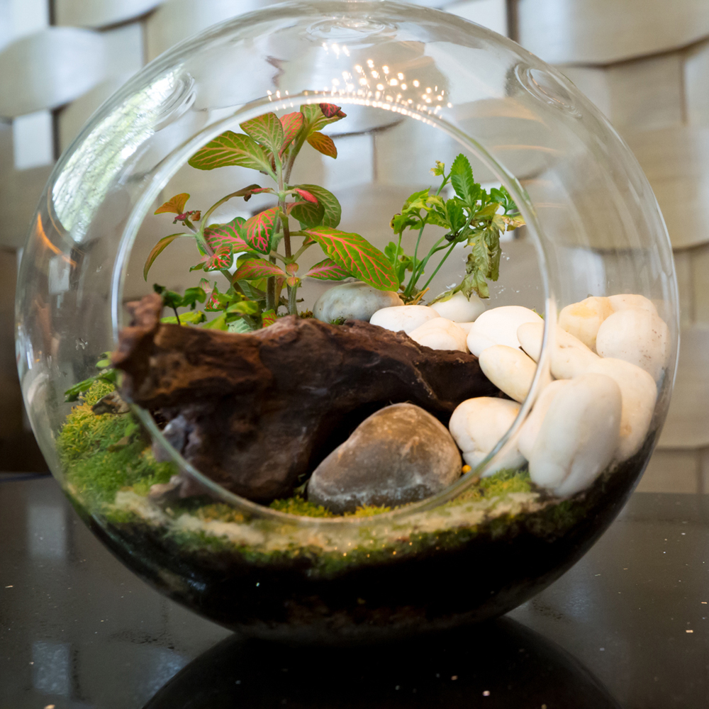 Soft White River Stones used in a glass terrarium