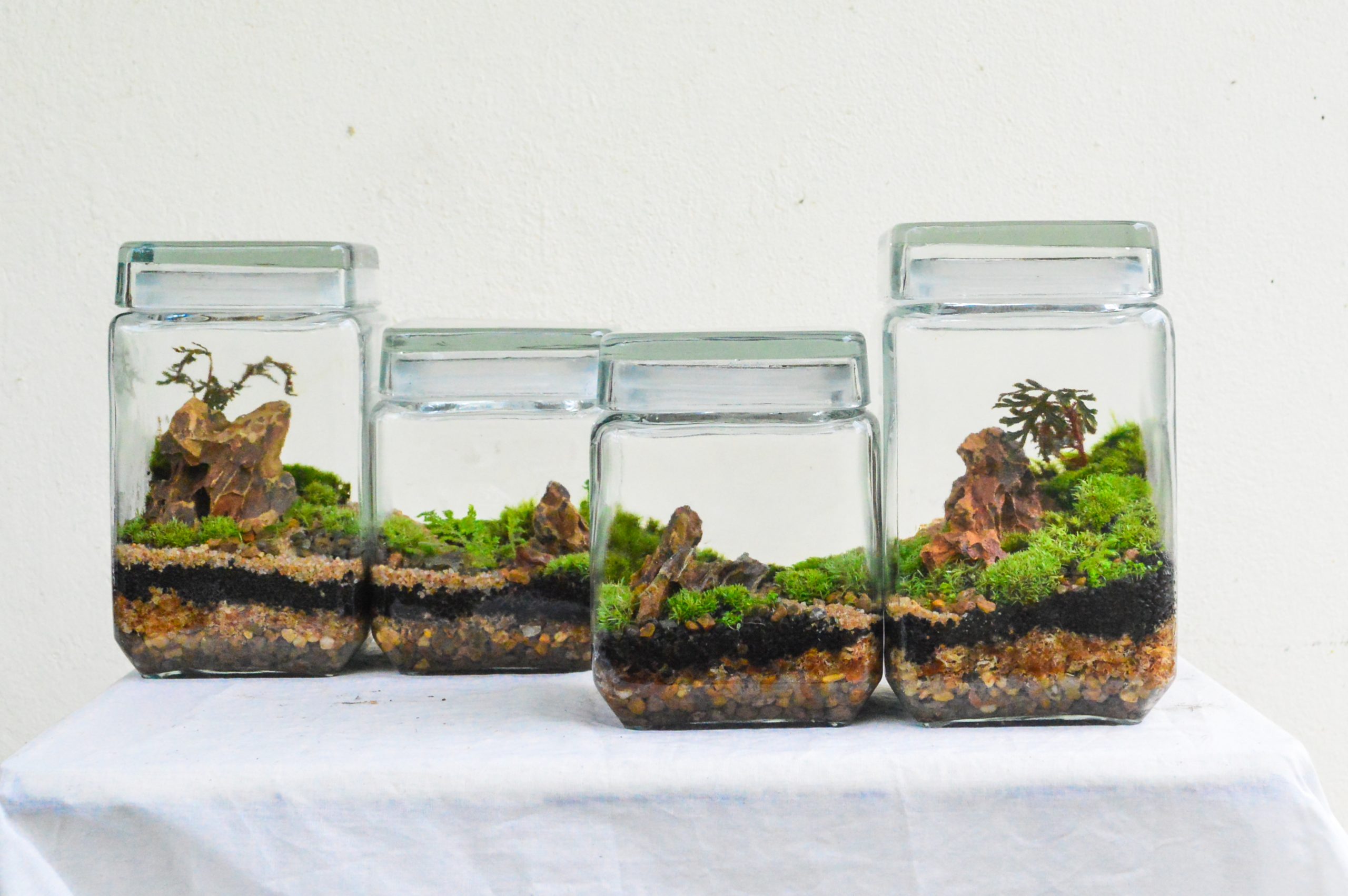 4 glass terrariums using moss