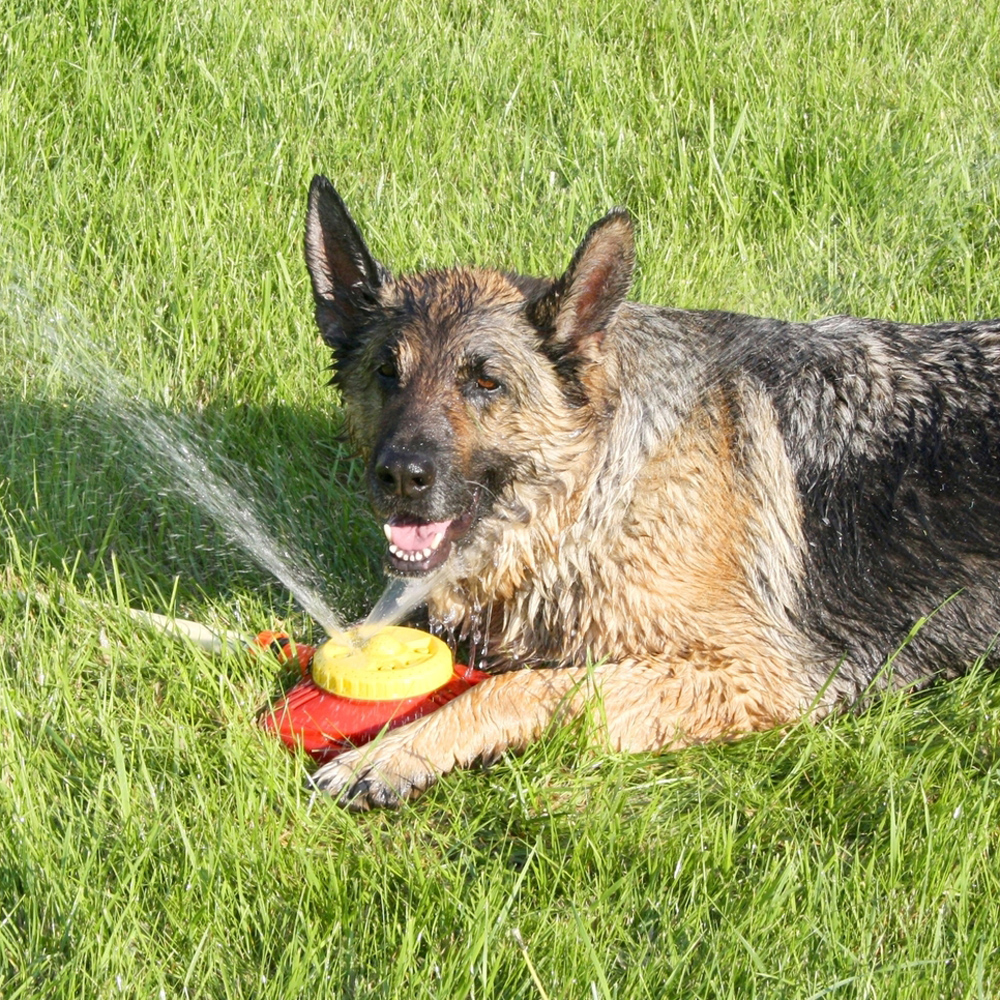 Dog outside laying by lawn water sprinkler