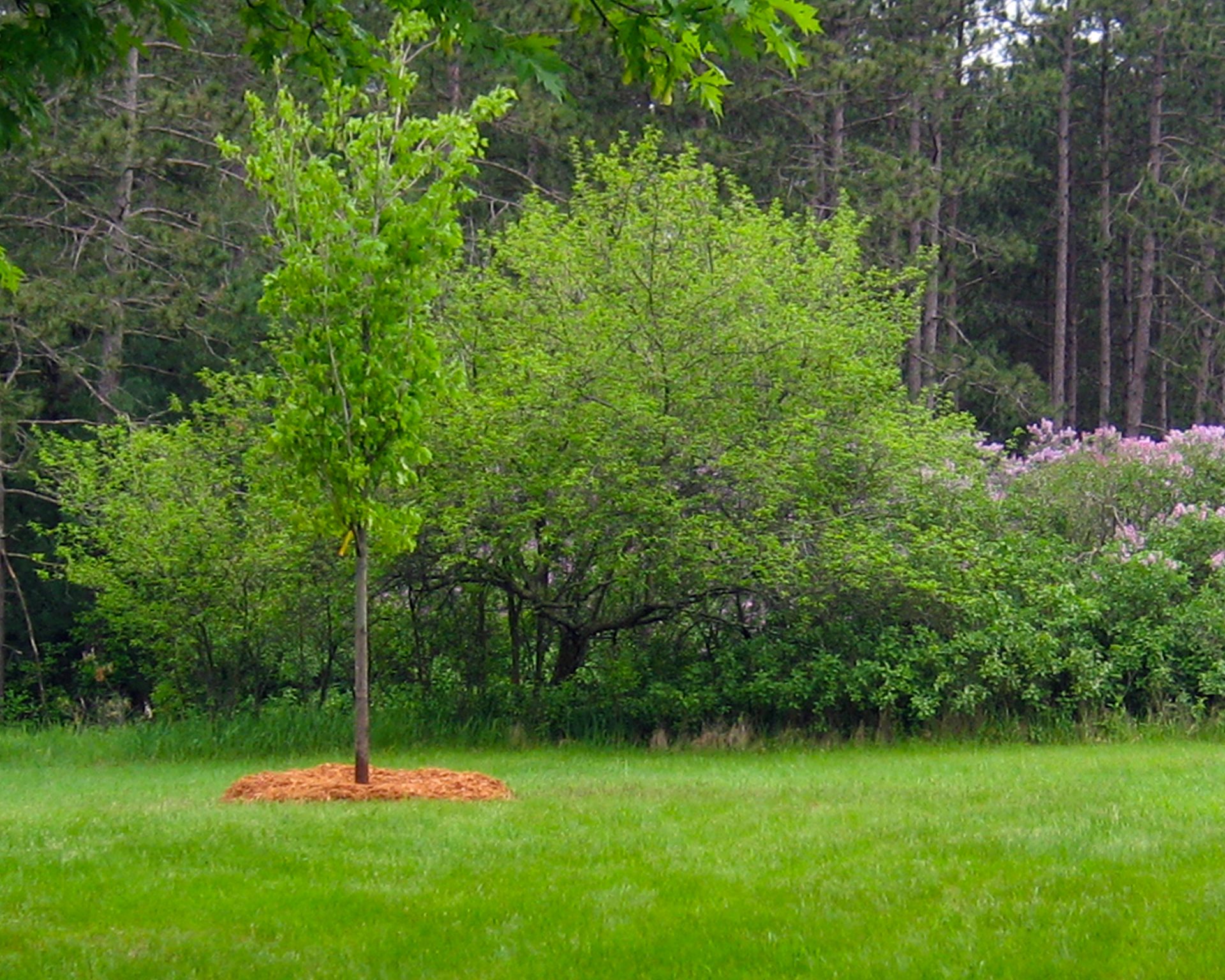 How To Plant Trees with Sphagnum Moss by Mosser Lee