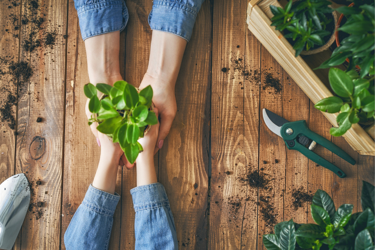 How to Plant Nursery Stock Seedlings in Your Garden Mosser Lee