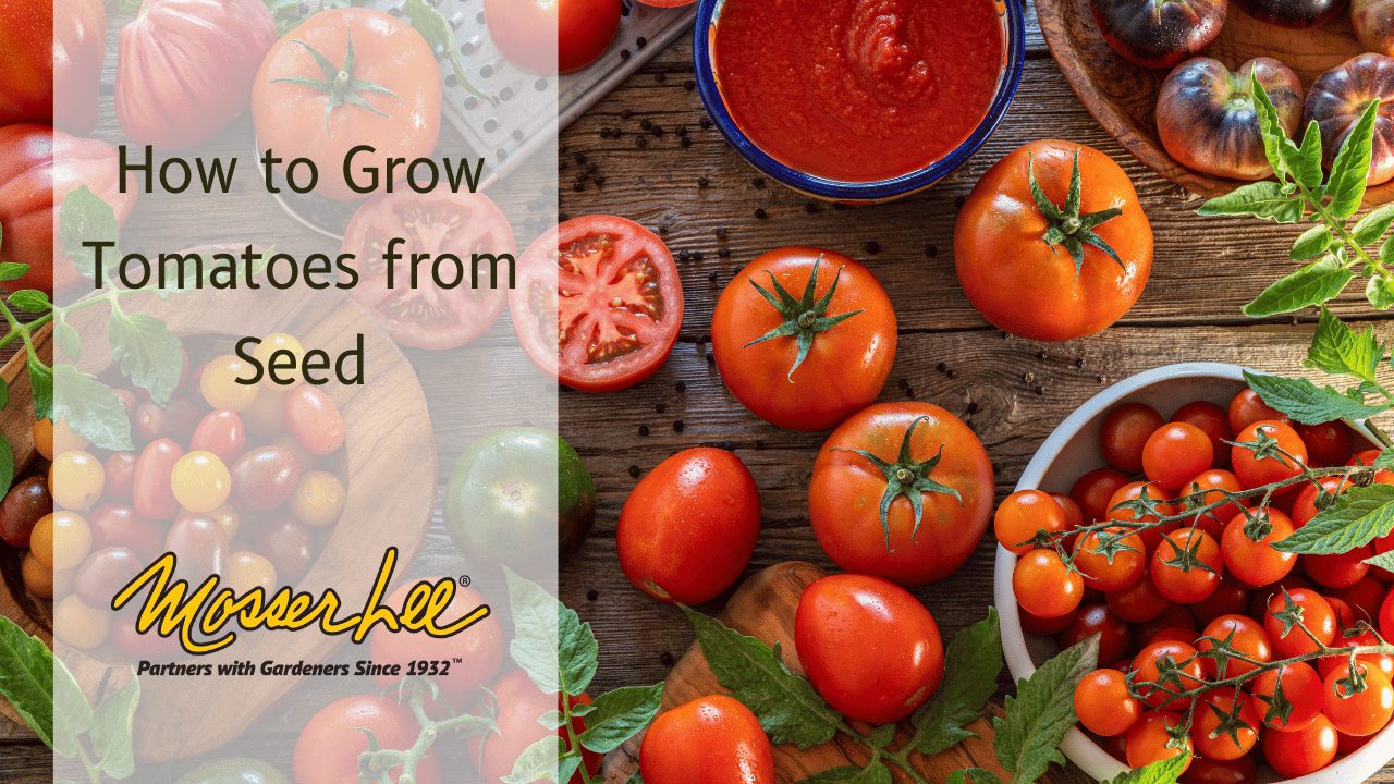 How to Grow Tomatoes from Seed Mosser Lee